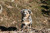 BERGER AUSTRALIEN PUPPIES 616